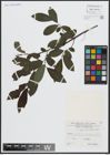 Foto von Salix appendiculata Vill.